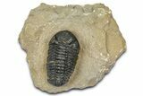 Phacopid (Morocops) Trilobite - Foum Zguid, Morocco #372427-3